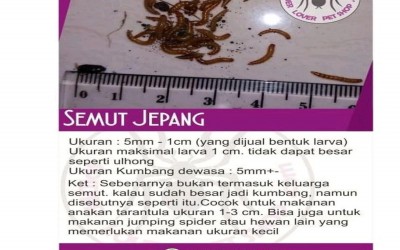 SEMUT JEPANG / 40 EKOR + SUBSTRATE 500 GR + TOPLES